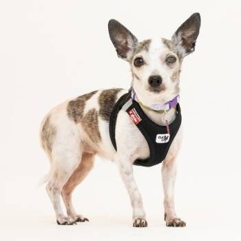 Boop 14167 -  Chihuahua Dog for Adoption in San Francisco, California - Boop 14167 | PetCurious