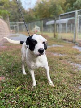 Panda -  Great Pyrenees and Pointer Dog for Adoption in Lovingston, Virginia - Panda | PetCurious