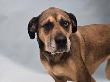 Mimi -  Hound and Mixed Breed Dog for Adoption in Minneapolis, Minnesota - Mimi | PetCurious