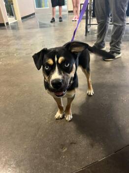 American Staffordshire Terrier and Husky Dogs Available for Adoption - Dior | PetCurious