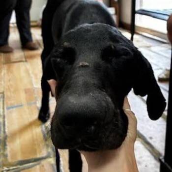 Doberman Pinscher Dogs Available for Adoption in Edinburg, Texas - Rocky | PetCurious