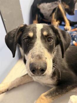 German Shepherd Dog and Mixed Breed Dogs Available for Adoption in El Paso, Texas - 60860819 | PetCurious