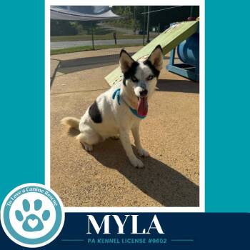 Myla 100326 -  Husky Dog for Adoption in Kimberton, Pennsylvania - Myla 100326 | PetCurious
