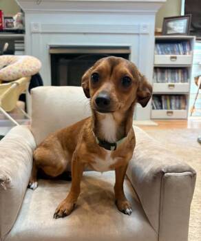 Buttercup -  Chihuahua and Dachshund Dog for Adoption in West Peoria, Illinois - Buttercup | PetCurious