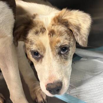 Amanda -  Mixed Breed Dog for Adoption in Pauls Valley, Oklahoma - Amanda | PetCurious