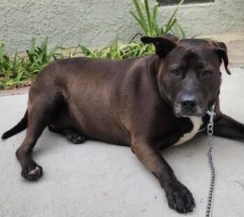 Rescue American Staffordshire Terrier and Black Labrador Retriever Dogs for Adoption in Long Beach, California - Adorable Sophie | PetCurious