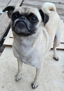 Rescue Pug Dogs for Adoption in San Antonio, Texas - Peaches | PetCurious