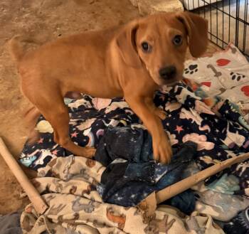 Hound Dogs Available for Adoption - Dash- Handsome Hound | PetCurious