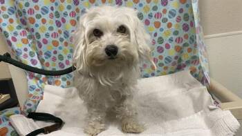 Maltese Dogs Available for Adoption - A608642 | PetCurious