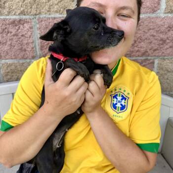 Mel -  Chihuahua and Mixed Breed Dog for Adoption in Glenwood Springs, Colorado - Mel | PetCurious