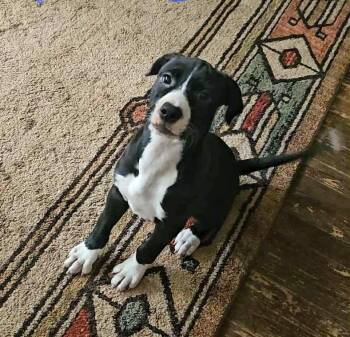 Rescue Labrador Retriever Dogs for Adoption in Marion, North Carolina - Maggie | PetCurious