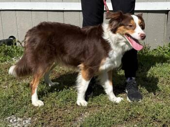 Australian Shepherd Dogs Available for Adoption in Vacaville, California - Dior | PetCurious