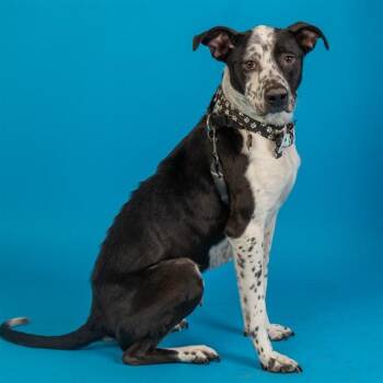 Australian Cattle Dog Blue Heeler and Pit Bull Terrier Dogs Available for Adoption - RANGER | PetCurious