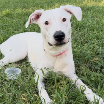 Betty White -  Pit Bull Terrier Dog for Adoption in Richmond, Virginia - Betty White | PetCurious