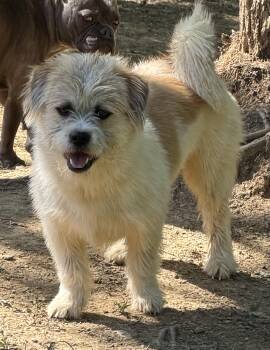 Shih Tzu and Pomsky Dogs Available for Adoption in Zanesville, Ohio - Harley | PetCurious