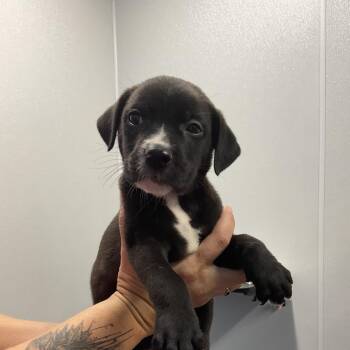 Paulie -  Mixed Breed Dog for Adoption in Saint Joseph, Missouri - Paulie | PetCurious