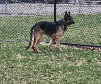 German Shepherd Dog Dogs Available for Adoption - Weston | PetCurious