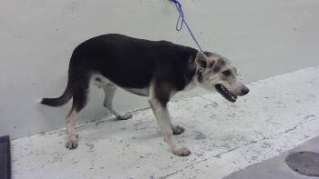A2085716 -  German Shepherd Dog and Mixed Breed Dog for Adoption in Houston, Texas - A2085716 | PetCurious