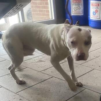 Dory -  Mixed Breed Dog for Adoption in Huntington, West Virginia - Dory | PetCurious