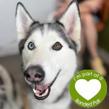 Selene -  Siberian Husky and Mixed Breed Dog for Adoption in Janesville, Wisconsin - Selene | PetCurious
