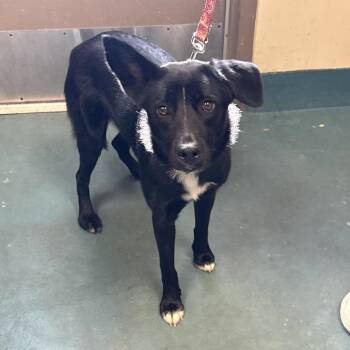 Star -  Mixed Breed Dog for Adoption in Memphis, Tennessee - Star | PetCurious