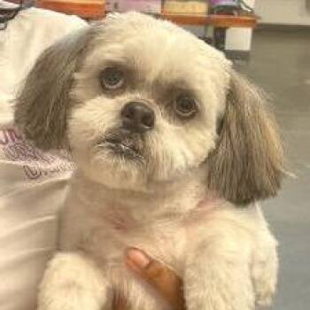 Saint -  Mixed Breed Dog for Adoption in Dickinson, Texas - Saint | PetCurious