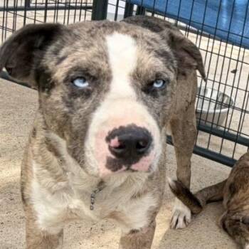 Mixed Breed Dogs Available for Adoption in Lake Jackson, Texas - Forge | PetCurious