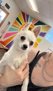 Pip -  Mixed Breed Dog for Adoption in Thousand Oaks, California - Pip | PetCurious