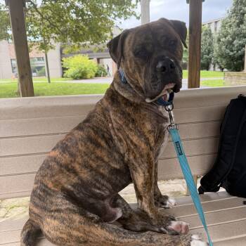 Beau -  Bullmastiff Dog for Adoption in Howes Cave, New York - Beau | PetCurious