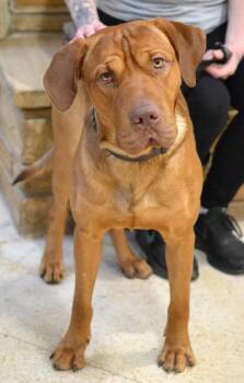Hank -  Mastiff and Labrador Retriever Dog for Adoption in Memphis, Tennessee - Hank | PetCurious