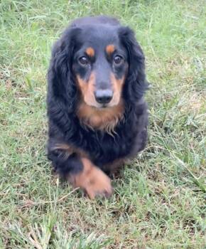 Rescue Dachshund Dogs for Adoption in Prague, Oklahoma - Chewy | PetCurious