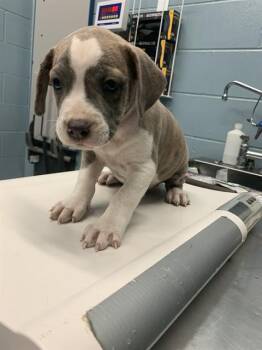 Pit Bull Terrier and Mixed Breed Dogs Available for Adoption in Corpus Christi, Texas - FOXTROT | PetCurious