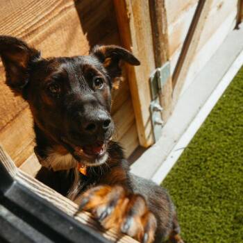 Shepherd Dogs Available for Adoption - Club | PetCurious