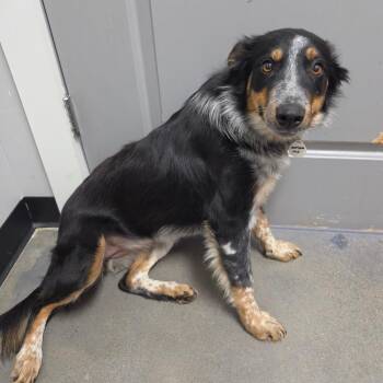 Montana -  Border Collie and Australian Cattle Dog Blue Heeler Dog for Adoption in Normal, Illinois - Montana | PetCurious