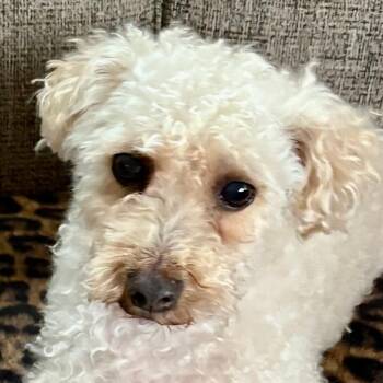 Miniature Poodle Dogs Available for Adoption in Elkhart, Indiana - Coco | PetCurious