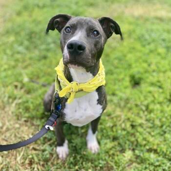 Rescue Pit Bull Terrier Dogs for Adoption in Glenwood Springs, Colorado - Duggie | PetCurious