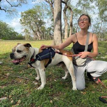 American Bulldog Dogs Available for Adoption in Austin, Texas - Max | PetCurious