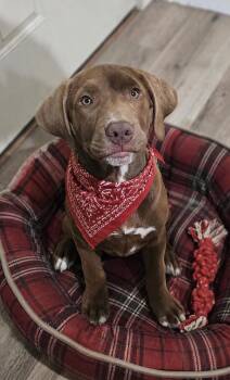 Chocolate Labrador Retriever Dogs Available for Adoption in Mount Laurel Township, New Jersey - Chocolate Lab Mix | PetCurious