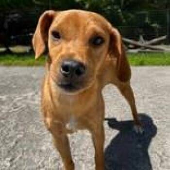 Mixed Breed Dogs Available for Adoption in Portsmouth, Ohio - Drew | PetCurious