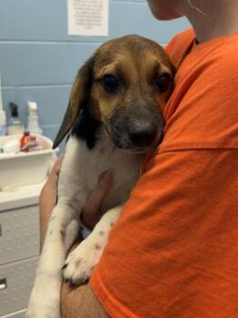 Stephen Hawkins -  Beagle and German Shepherd Dog Dog for Adoption in Evansville, Indiana - Stephen Hawkins | PetCurious