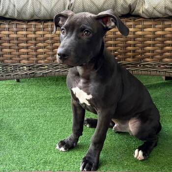 Zoomer -  Pit Bull Terrier Dog for Adoption in Scituate, Massachusetts - Zoomer | PetCurious