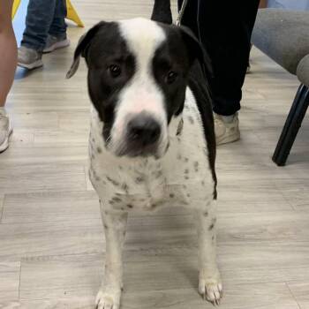 American Bulldog Dogs Available for Adoption in Cleveland, Mississippi - Frito Bandito | PetCurious