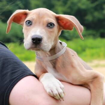 CT Avery -  Labrador Retriever and Mixed Breed Dog for Adoption in Eastford, Connecticut - CT Avery | PetCurious