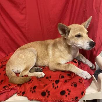 A614868 -  Shiba Inu and Mixed Breed Dog for Adoption in Modesto, California - A614868 | PetCurious