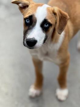 Rescue Cattle Dog and Labrador Retriever Dogs for Adoption in Fort Lupton, Colorado - Grindle | PetCurious