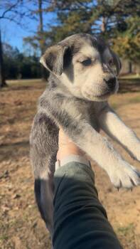 Golden Retriever and Mixed Breed Dogs Available for Adoption - Mabel | PetCurious