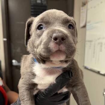 Pit Bull Terrier Dogs Available for Adoption in Yuma, Arizona - Diablo | PetCurious