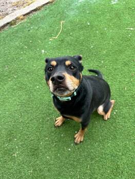 Rasta -  Rottweiler and Mixed Breed Dog for Adoption in Fruit Heights, Utah - Rasta | PetCurious
