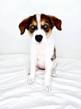 Shaylee -  Husky Dog for Adoption in Bixby, Oklahoma - Shaylee | PetCurious