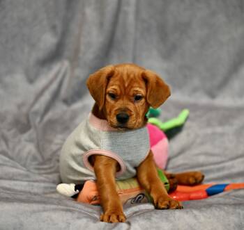 Bloodhound and Rottweiler Dogs Available for Adoption - Leia Skywalker | PetCurious